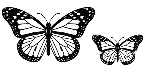 Two black and white detailed monarch © MST Hasina