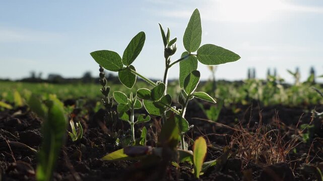 crop soy