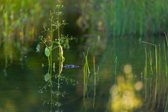 Bombina variegata &ndash; a species of European amphibian in a body of water