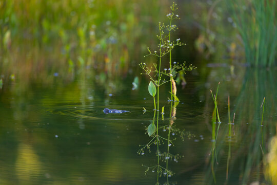 Bombina variegata &ndash; a species of European amphibian in a body of water