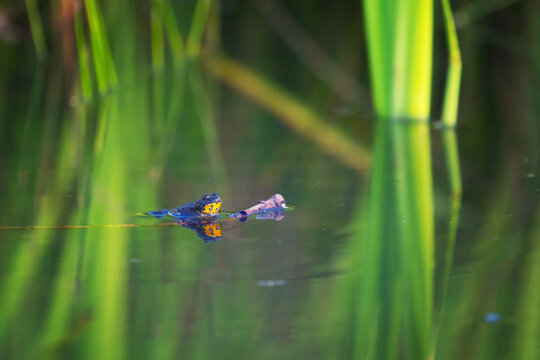 Bombina variegata &ndash; a species of European amphibian in a body of water