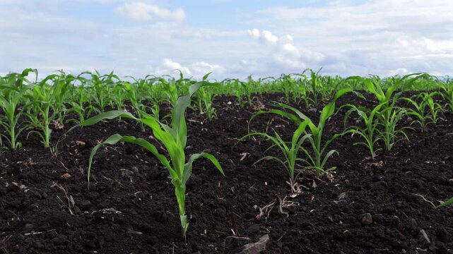 maize