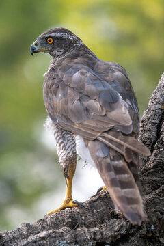 Common goshawk (Accipiter gentilis) photographed in Spain