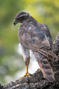 Common goshawk (Accipiter gentilis) photographed in Spain