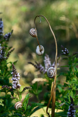 Small snails on flowering mint plants. Close up. © iytokar