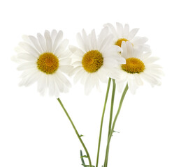 Obraz premium Bouquet of white chamomile flowers.