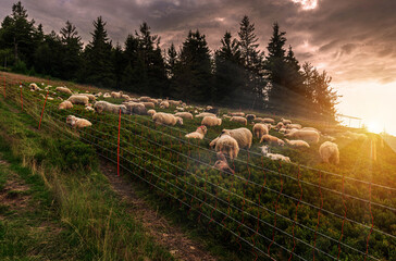 Wypas owiec o zachodzie słońca © Rafal Lechowicz
