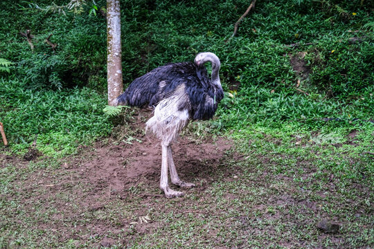 Large flightless bird resembling a turkey standing in a natural forest enclosure, featuring dark plumage and long legs, surrounded by lush greenery and earthy ground.