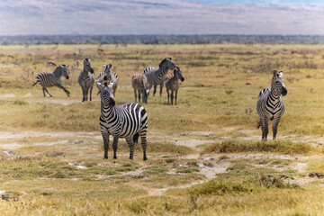 Obraz premium Arusha, Tanzania - 10 July 2026 - zebras in the Ngorongoro Crater