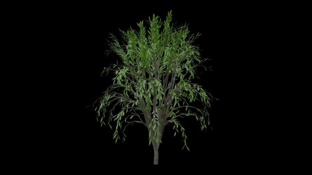 Bushy tree with slender leaves rustling in the breeze