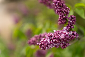 Obraz premium Violet and purple branches of lilac in a spring park