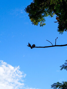 Silhouette of a small bird perched on a tree branch against blue sky
