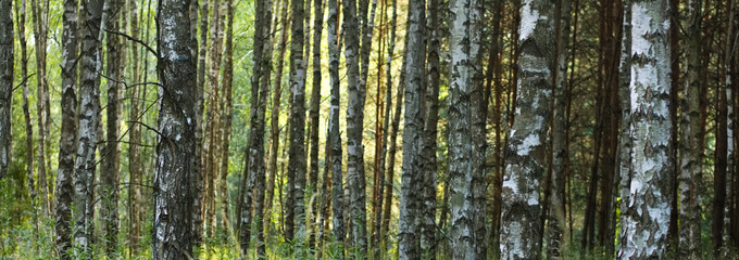 Birch forest in spring, sunset time. © Solar 760L