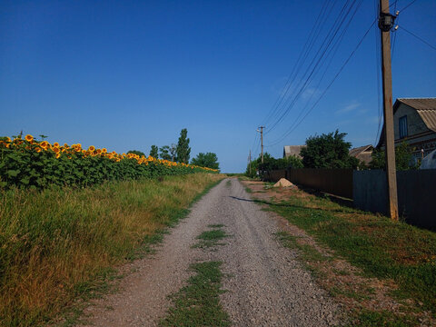 Rural dirt countryside road running along a blooming yellow sunflower field