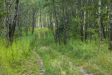 Fototapeta premium Road in the forest. Birch forest in spring, sunset time.