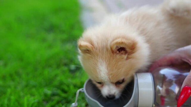 Woman giving water from portable bottle to fluffy spitz puppy, pet care and love, summer hydration moment.
