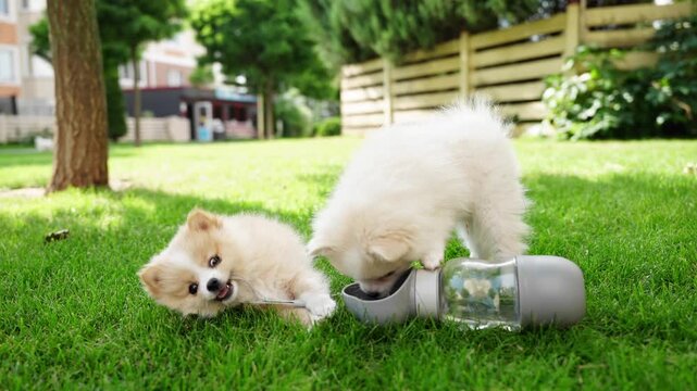 Two fluffy spitz puppies drinking water together from portable feeder, caring pet owner, summer hydration theme.