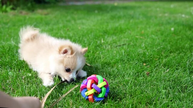 Little spitz puppy playing with colorful toy ball on green lawn, active pet lifestyle, playful summer day.