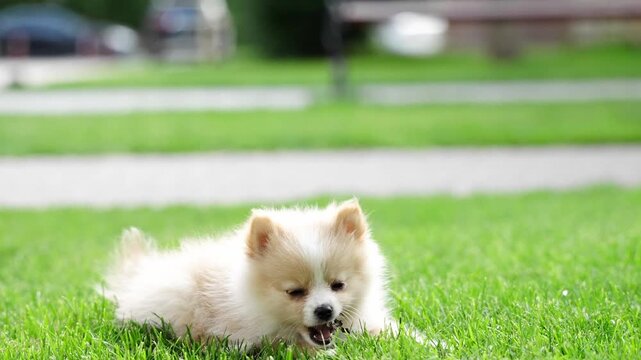 Little pomeranian spitz puppy running on green grass in the park, active pet lifestyle, sunny outdoor recreation.