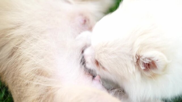 Cute little spitz puppy feeding from mother dog close up, maternal care, sweet pet bonding.