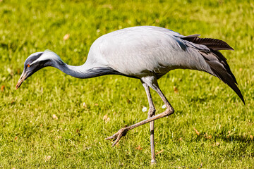 Obraz premium Anthropoides virgo, demoiselle crane, on a sunny spring day