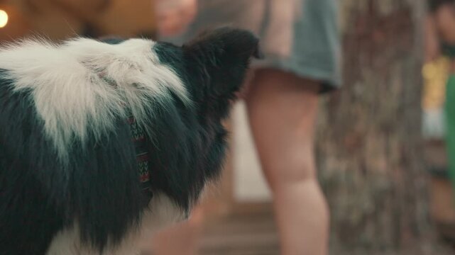 Border Collie pedigree dog breed panting in the summer heat