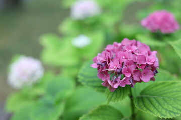 Fototapeta premium Hortensia rose Hydrangea macrophylla sur fond de jardin flou