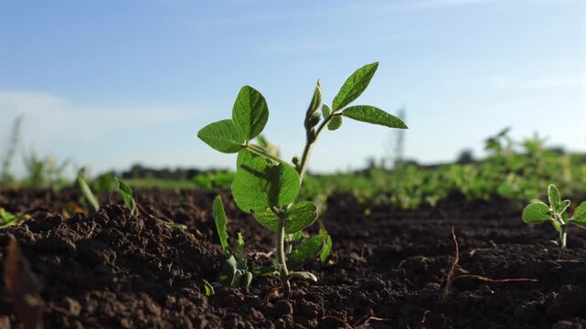 soy plant
