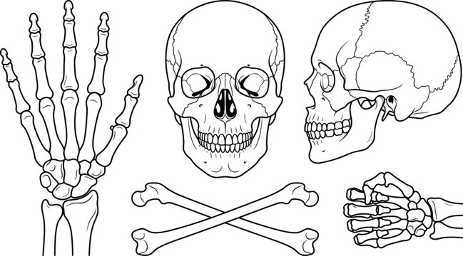 Human anatomy skeleton line art set featuring front and side view skulls, crossbones, and hand bones for medical study, education, tattoo art, and halloween designs