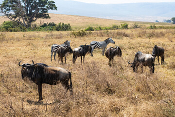 Obraz premium Arusha, Tanzania - 10 July 2026 - wildebeest and zebras in the Ngorongoro Crater