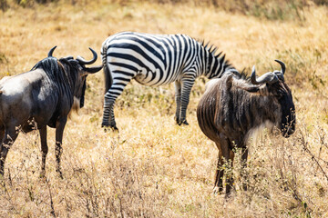 Obraz premium Arusha, Tanzania - 10 July 2026 - wildebeest and zebras in the Ngorongoro Crater