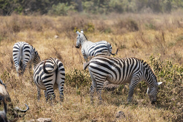 Obraz premium Arusha, Tanzania - 10 July 2026 - zebras in the Ngorongoro Crater