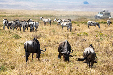 Obraz premium Arusha, Tanzania - 10 July 2026 - wildebeest and zebras in the Ngorongoro Crater