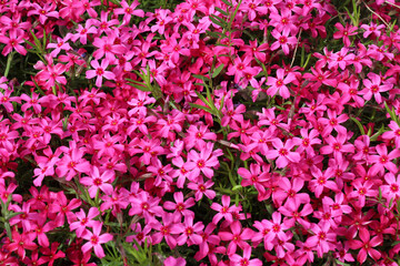 Fototapeta premium Moss phlox (Phlox subulata) blooms on the flowerbed