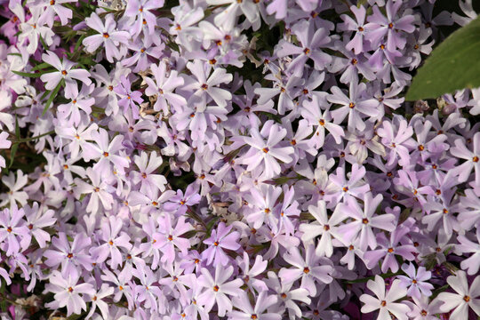 Moss phlox (Phlox subulata) blooms on the flowerbed