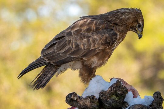 Common buzzard (Buteo buteo) photographed in Spain