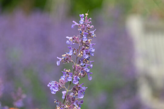 Close up of lesser cat mint (nepeta nepetella) flowers in bloom