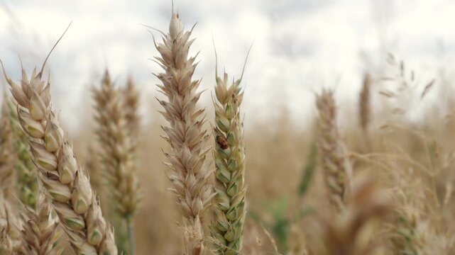 wheat crop