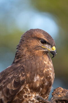 Common buzzard (Buteo buteo) photographed in Spain