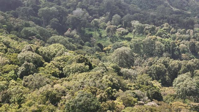 Rainforest trees move with wind aerial drone view