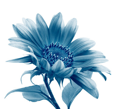 Close-up blue gray monochrome small decorative Sunflower flower bud< Leaf foliage on white. Cyanotype effect.