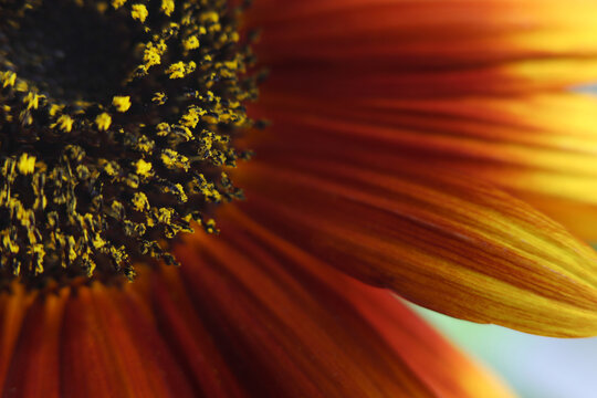 Close-up selective soft focus orange, yellow, red decorative Sunflower flower bud, pestle; stamen, petals on dark. Natural macro background