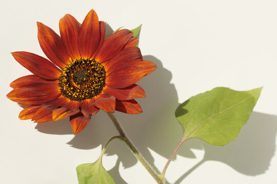 Art decorative red, orange Sunflower Flower pestle; stamen; petals on beige wall. Minimalist still life. Light and shadow sunlight window aesthetic natural background.