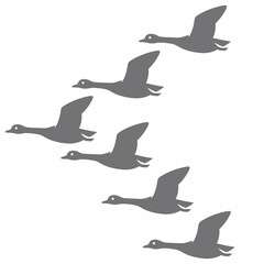  Flock of geese flying in formation across a white background, representing migration, freedom, and natural movement © Musriyah