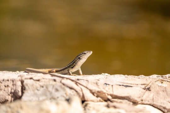 Iberian wall lizard (Podarcis hispanicus) photographed in Spain