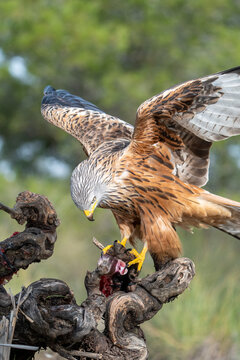 Red kite (Milvus milvus) photographed in Spain