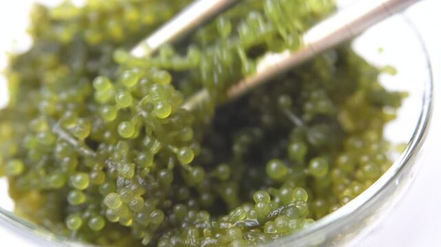 Green sea grapes in a bowl. Algae Caulerpa lentillifera. Food ingredient and marine product concept.