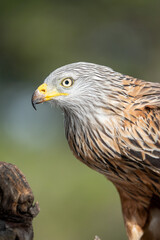 Obraz premium Red kite (Milvus milvus) photographed in Spain