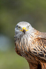 Fototapeta premium Red kite (Milvus milvus) photographed in Spain