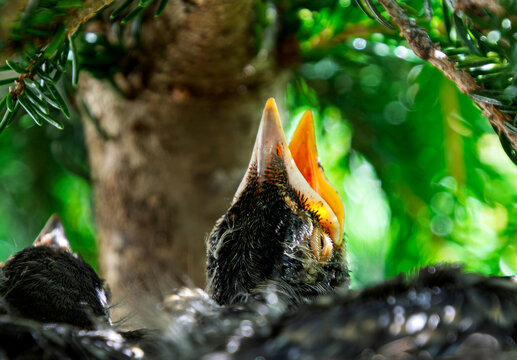 A baby American robin, Turdus migratorius, raises its head with an open beak, waiting for food